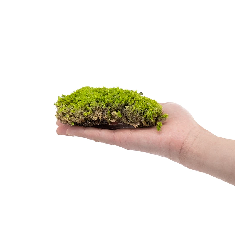 Premium Natural Green Decorative Real Pillow Moss Bun Moss Preserved Pole Moss musgo preservado