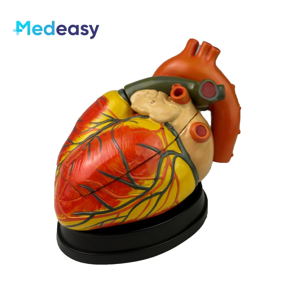 Five times larger heart model, Anatomical human heart model