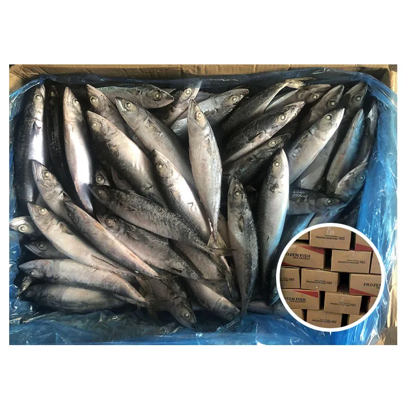 Замороженная Тихоокеанская скумбрия Scomber Japonicus оптом