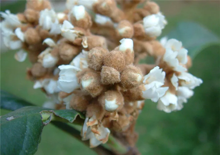 Wholesale Dried Loquat Flower Tea Treatment of Cough Moisten the Lungs