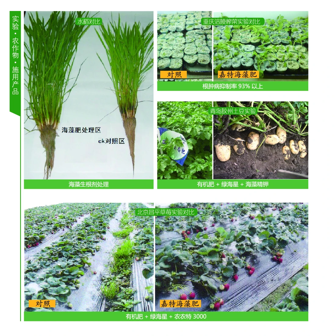 Agriculture Water Soluble NPK Fertilizer Price NPK 20-20-20