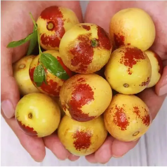 
Export grade fresh juicy winter jujube from china 