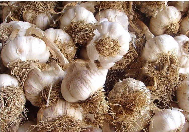 100% Natural Chinese Plant Garlic Herbal Extract Powder
