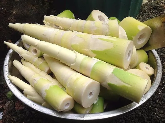 BEST PRICE - VIETNAM CANNED BAMBOO SHOOT STRIP/SLICES/WHOLE/HALVES WITH HIGH QUALITY ( Whatsapp: +84975262928, Helen)