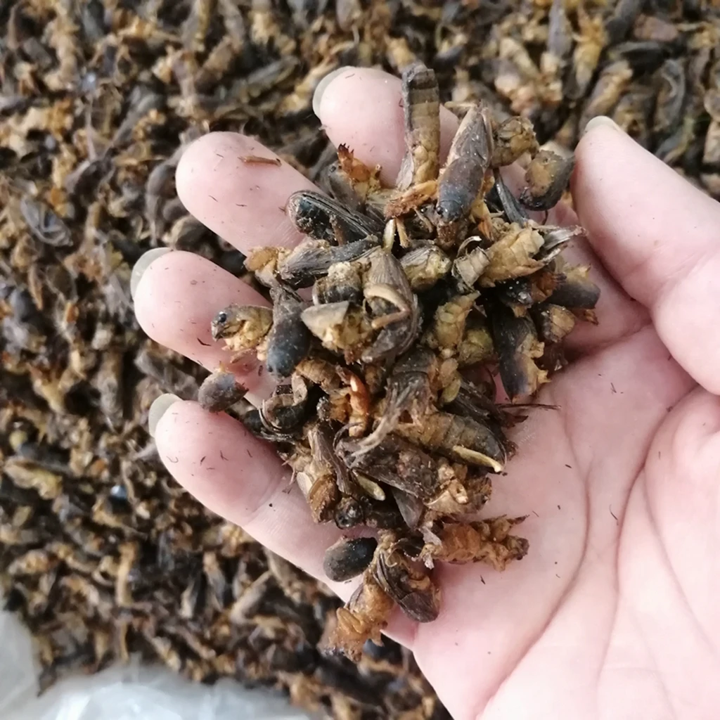 Lou gu натуральные Насекомые Животные Травы Сушеные Gryllotalpidae китайский молекулярный хит для продажи