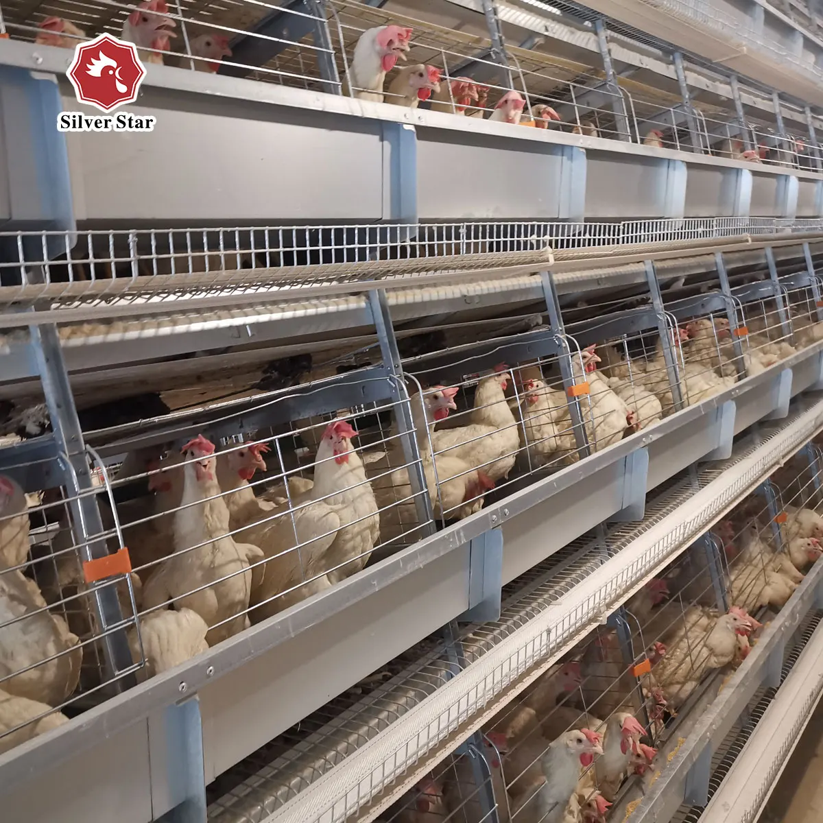 Poultry Farming Equipment Battery Chicken Cages For Laying Hens Sell In Algeria