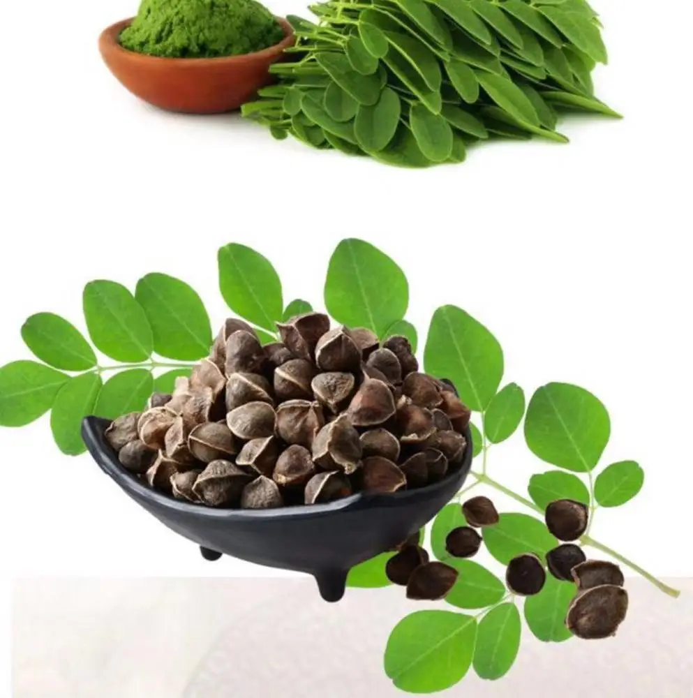 
Factory Cost of 100% Natural Moringa seed extractr from Coolflying 