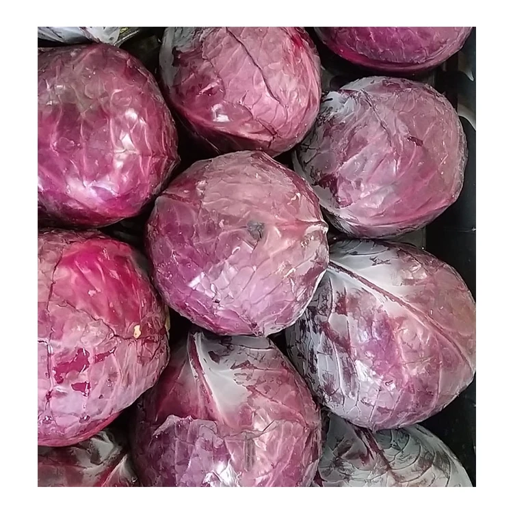 
Wholesale Italian Organic Fresh Cabbages Red 