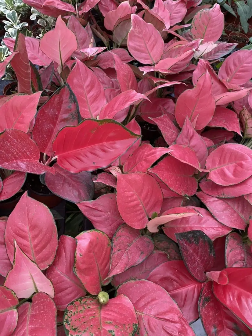  Aglonema aglaonema красный Dongfangred Suksom
