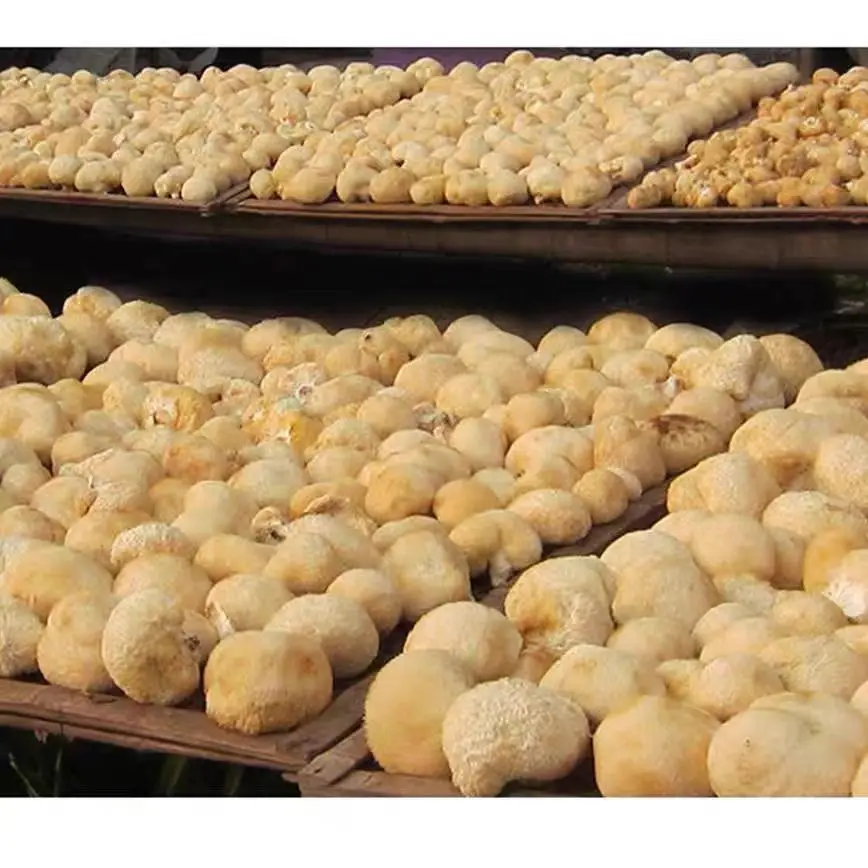 Suplemento OEM Private Label Organic Lions mane capsules