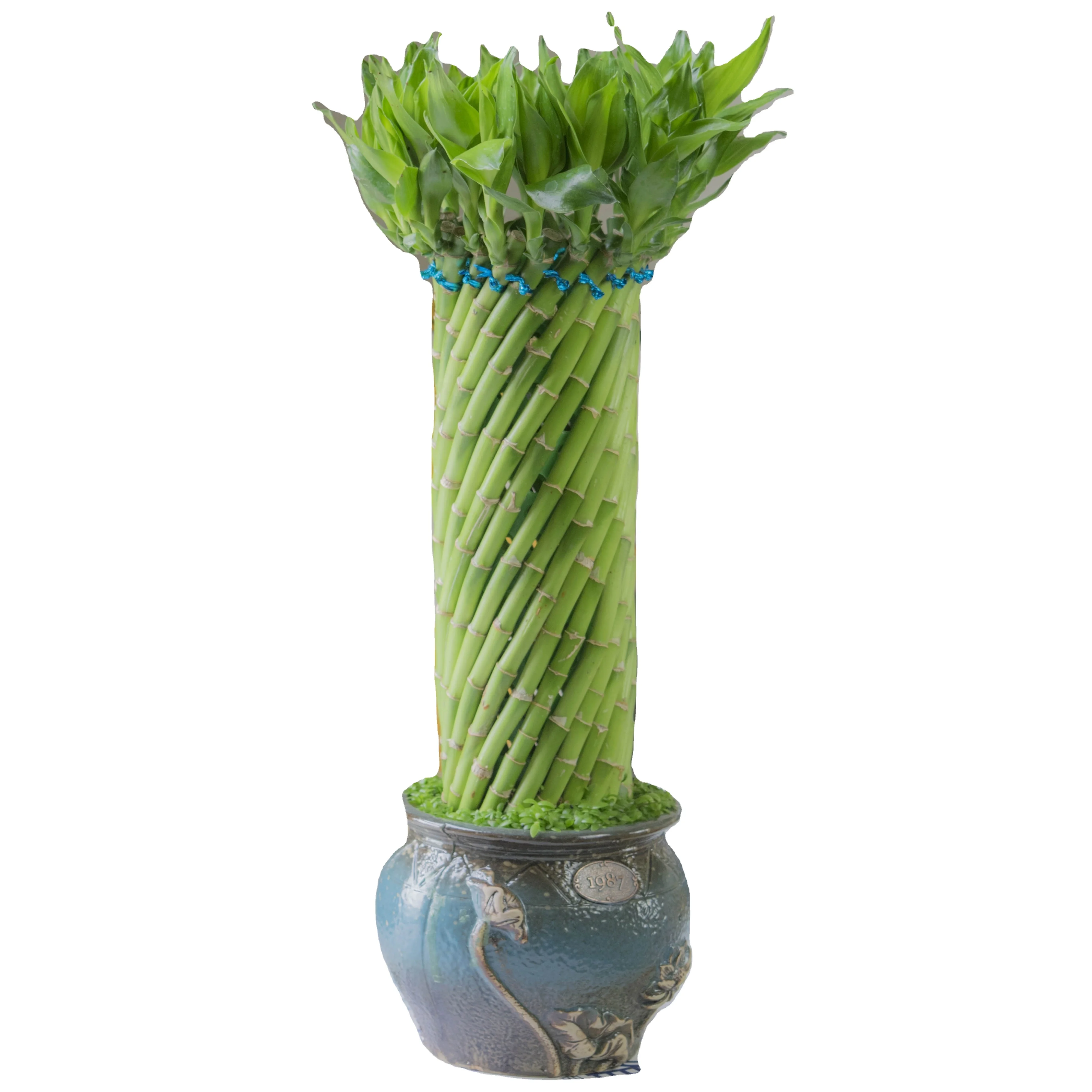 
Indoor China lucky bamboo wholesale high quality lucky bamboo 