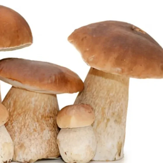 Haoyuan boletus Grade-A organic mushroom from China,Frozen boletus mushrooms & truffles