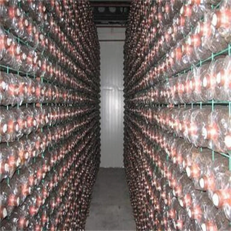 
Shiitake Mushroom Spawn Champignon Mushroom Seeds 