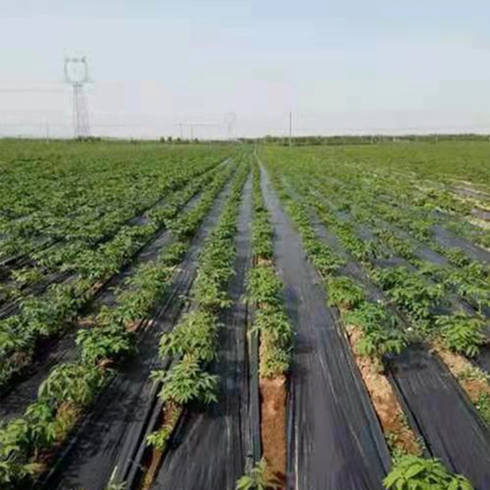 weed mat ground cover for blueberry anti grass cloth in pv anti grass cloth for solar power plant earth net fabric weed barrier