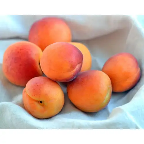 
Cheap Fresh Apricots/Frozen Apricots 