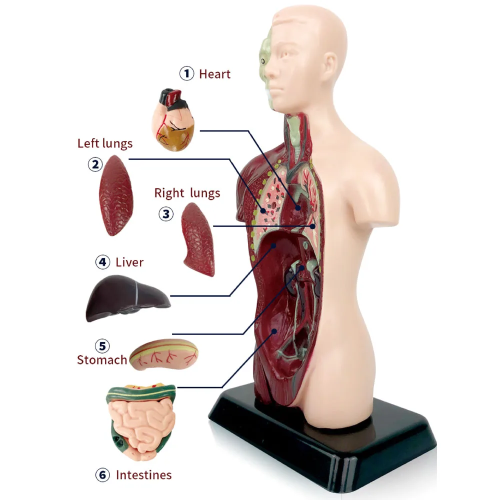3D Human Body Internal Organ Educational Model Set Human Anatomical Science Kit for Kids
