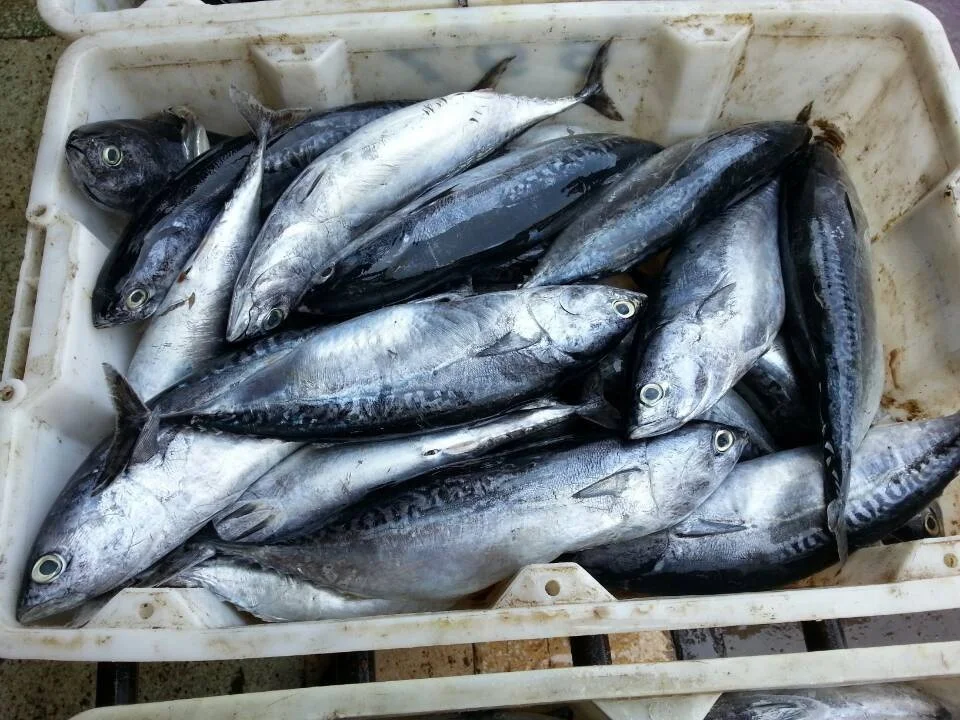 China Frozen Bonito Seafood Fish With Best Marketing Price