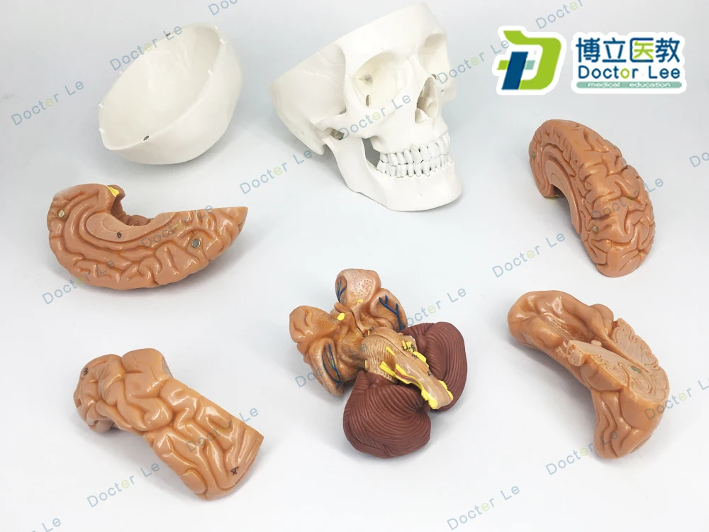 3 Parts Life Size Didactic Human Skeleton Skull with 8 Parts Brain Anatomy Model