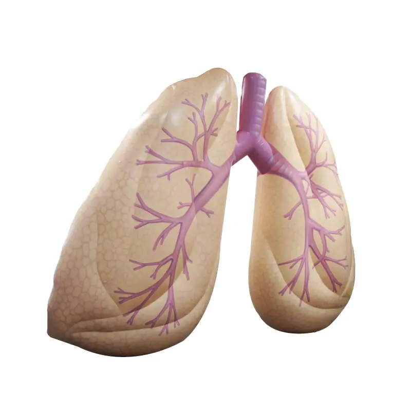 Large Inflatable Lung Model For School And Medical Education 12-foot inflatable lungs inflatable lung with tumor for Medical