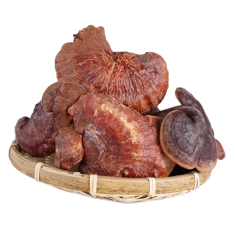 Organic herb Ganoderma lucidumMushrooms  Lingzhi