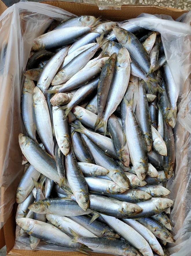 FROZEN SARDINE