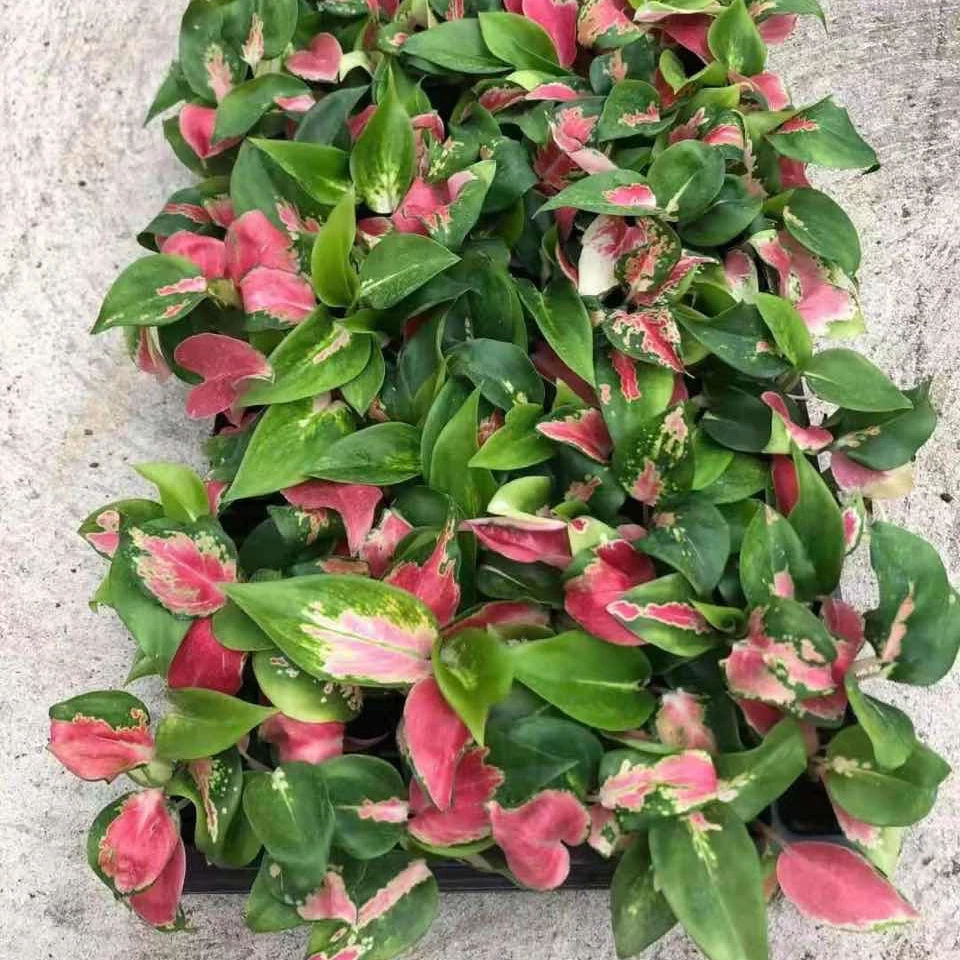 
Dongfang red Aglaonema live plants aglaonema seeding 