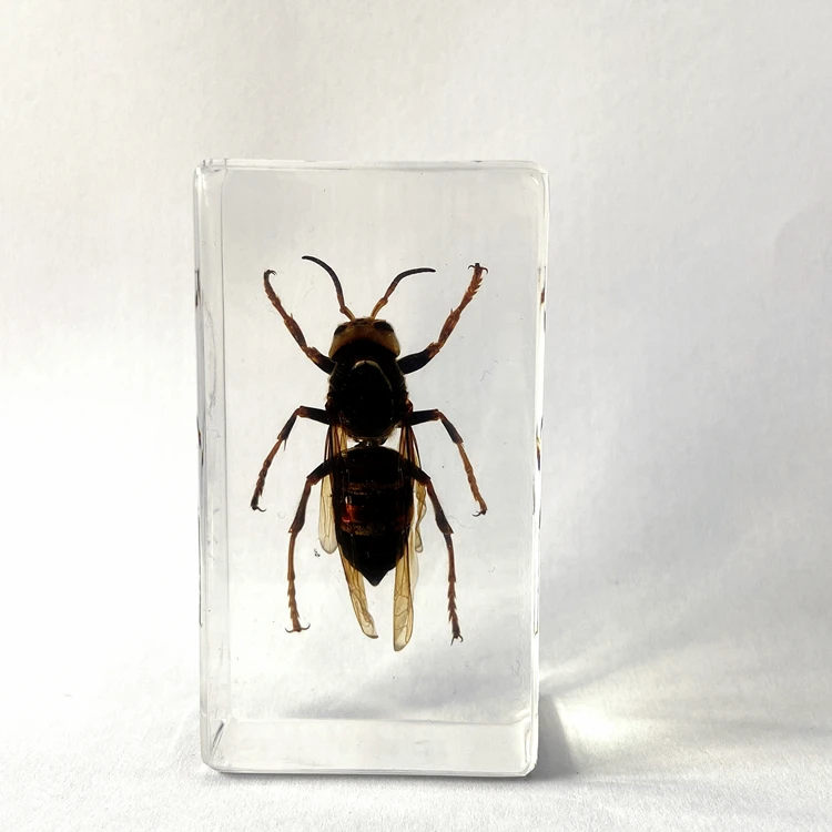 Preserved Animal Specimen Resin Biology Model Wasp Embedded for Science