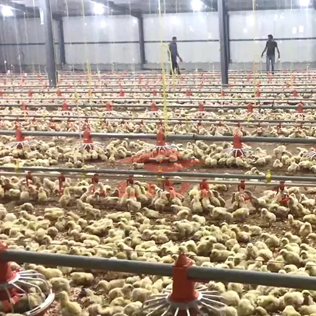Chicken Cage Broiler Floor Raising Equipment Suppliers Automatic Chicken Feeding System