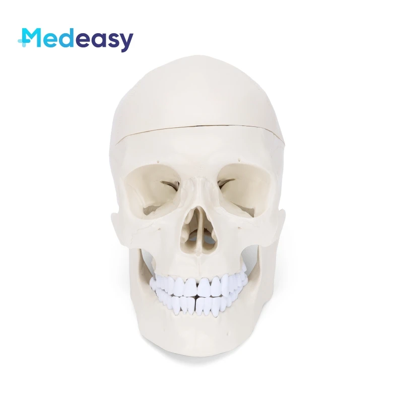 Белая пластиковая модель человеческого черепа