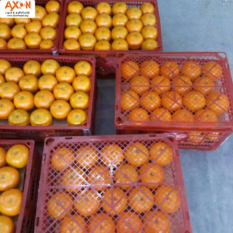 
Fresh Citrus Naval oranges, Lemons,Mandarins,valencia orange,Lime for sale 