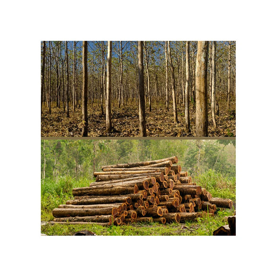 High quality decay resistance durable teak Brazil wood timber raw materials high quality wood