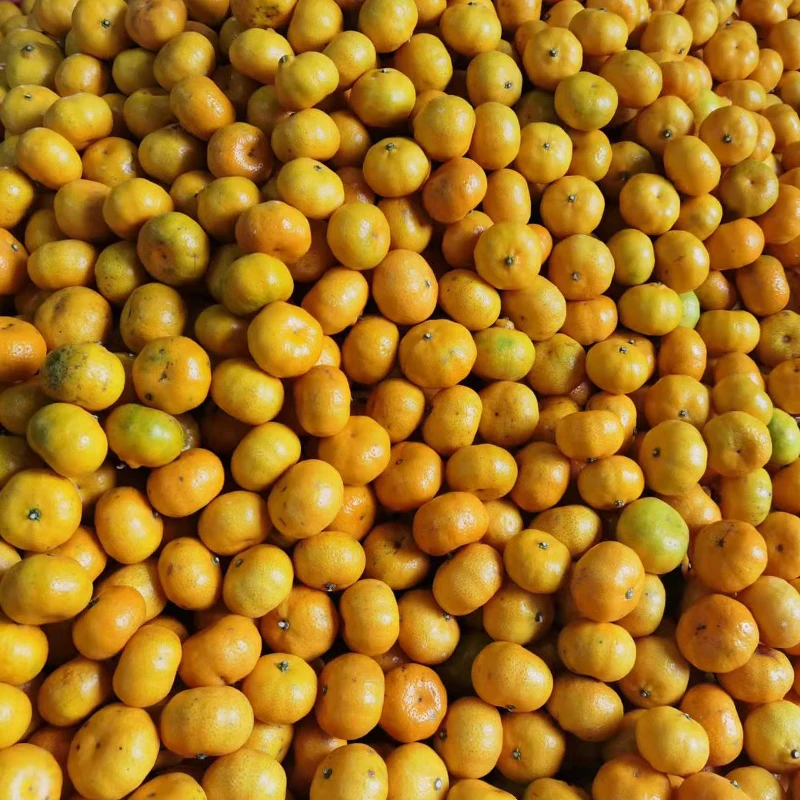 Новый Урожай мандарин оранжевый мандарин satsuma оранжевый