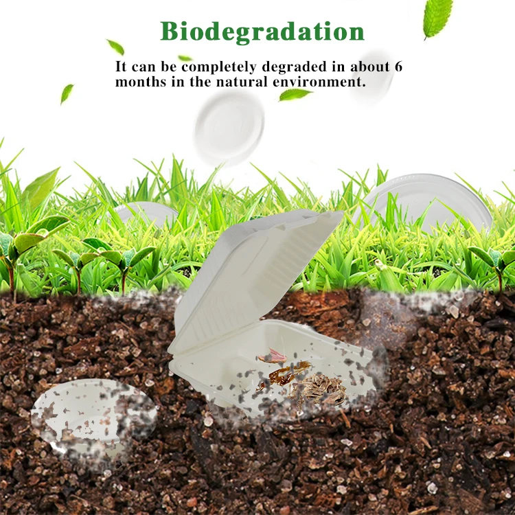 Packaging Takeaway Sugarcane Bagasse Disposable Food Containers Biodegradable Lunch Box
