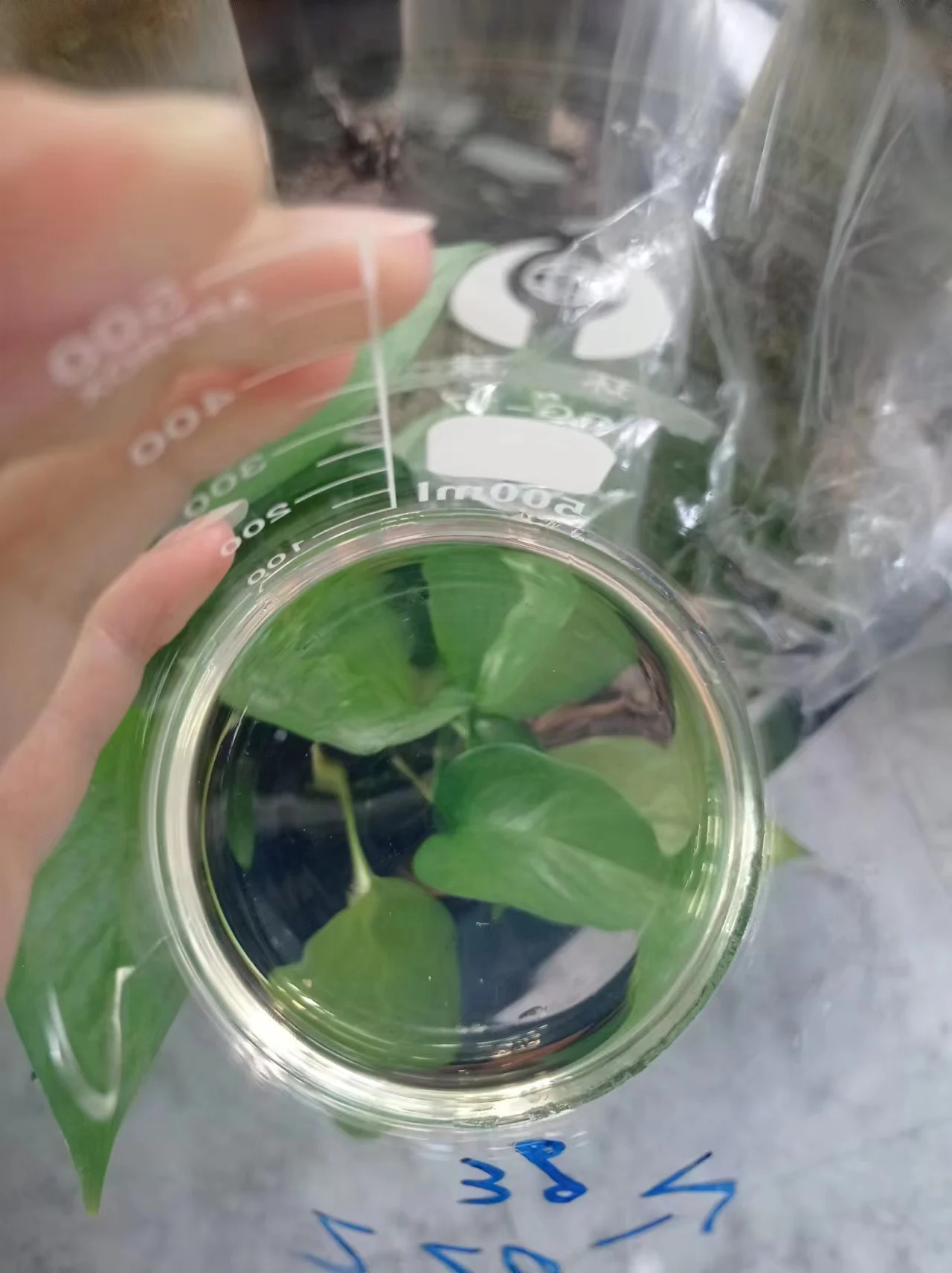 vegan gelatin photos  gelatine bloom tester blush gelatine milk