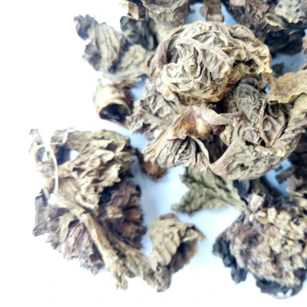 Pure Dried Tibet Lamiophlomis Rotata Herb Wild Leaf for Sale