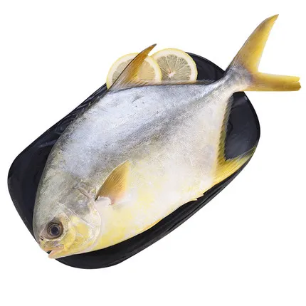 White Pomfret Golden Pomfret Good Quality Farming Fish FROZEN Water Preserved with 24 Months Shelf Life 10 Kg IQF Frozen