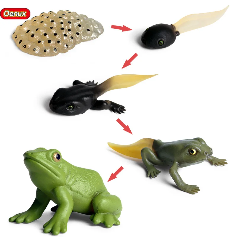 Oenux оптовая продажа ПВХ игрушки животных моделирование дикого бульдога Tadpole люк лягушка рост цикл фигурки