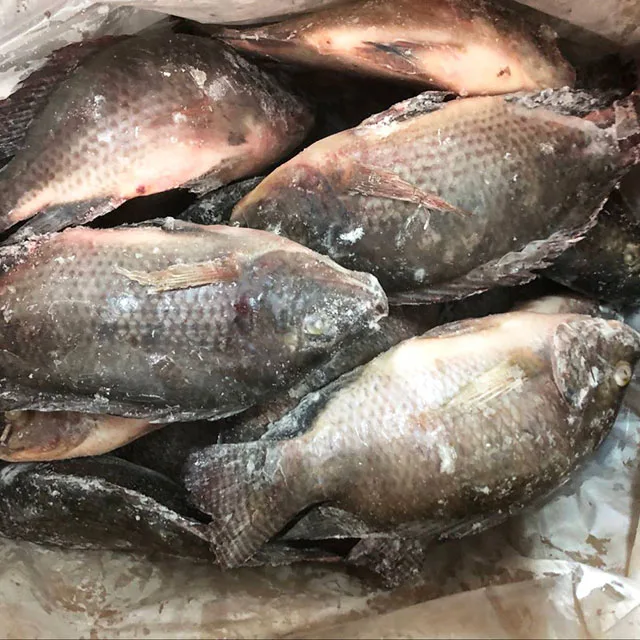  Свежая Рыба морепродукты замороженная черная Тилапия
