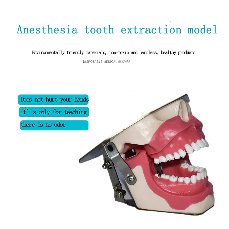 Oral Dental Anesthesia Injection Practice Tooth Extraction Model Tooth Model B