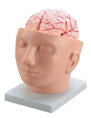 Brain with Arteries on Head (9 parts),Medical Anatomy Brain Model