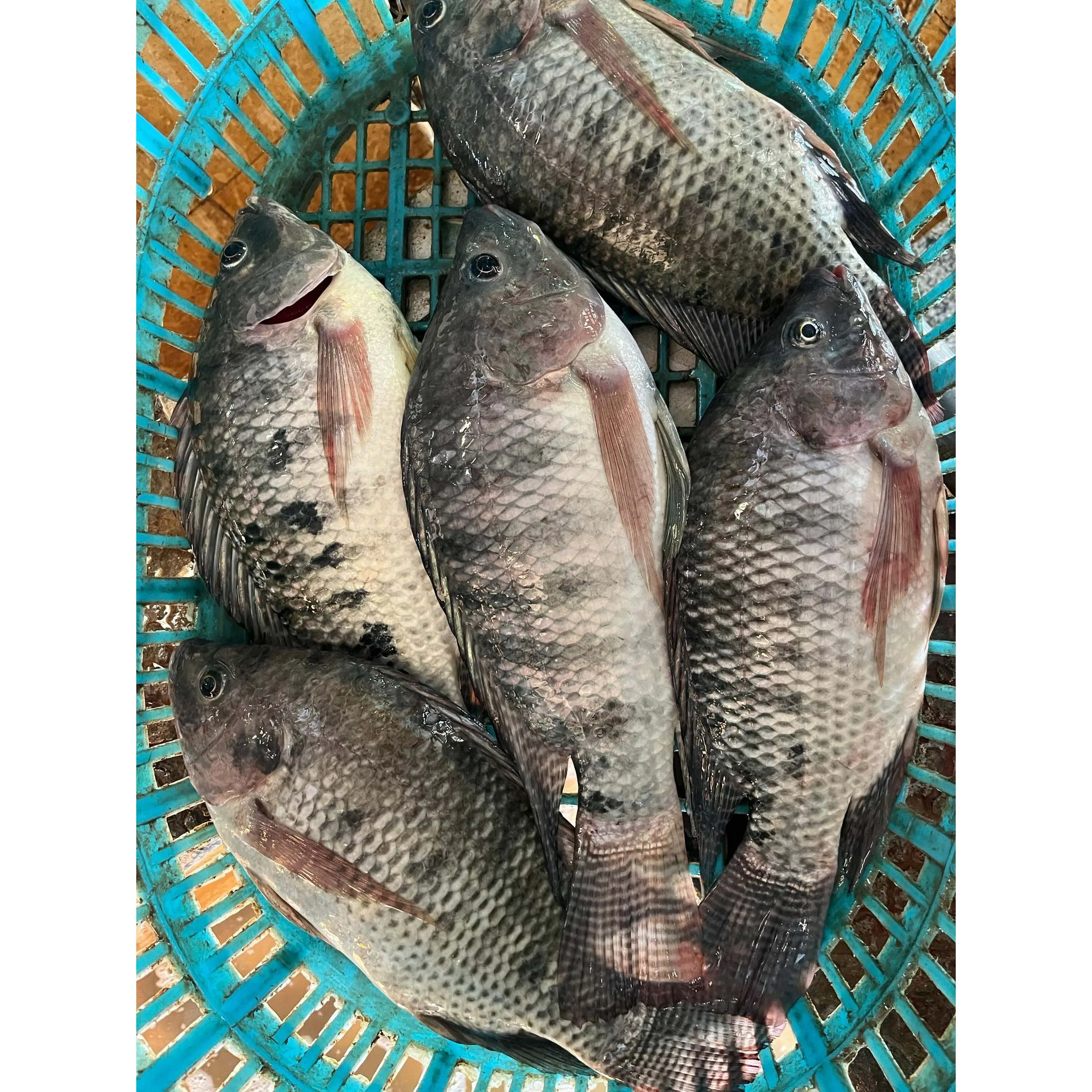 China Origin Tilapia Fish African Food Bulk Black Tilapia Whole Round Tilapia Fish Price
