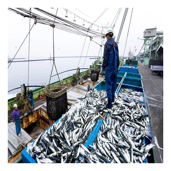 Boiled mackerel custom seafood fish can with 3 years shelf life