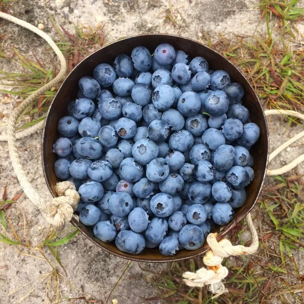 Best  Quality Fresh Berries Blueberry