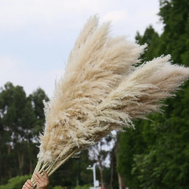 boho home wedding decor dried pompass grass flowers large pampas grass stems