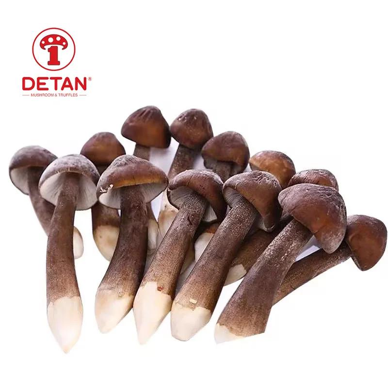 DETAN natural fresh mushroom/nutrient black collybia albuminosa