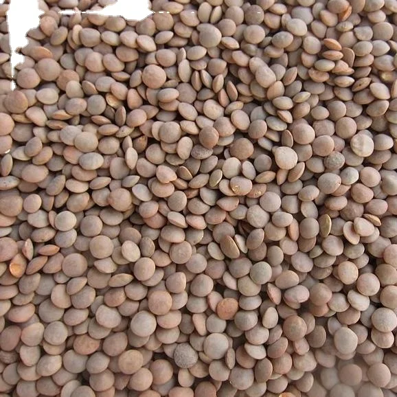 Green Lentils Grade A Top Quality Green Lentils In Bulk Lentils Manufacturers Canada