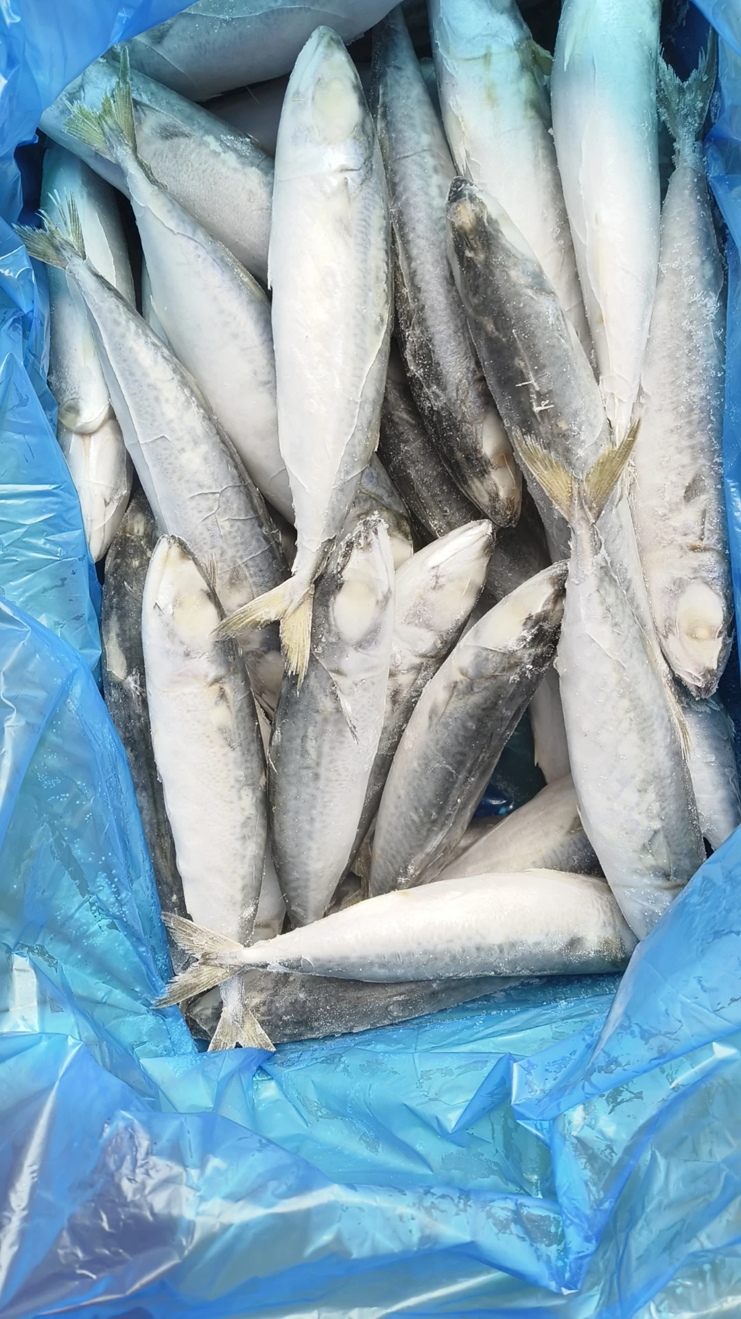 Wholesale  High Quality Seafrozen Pacific Mackerel BQF/IQF For Market