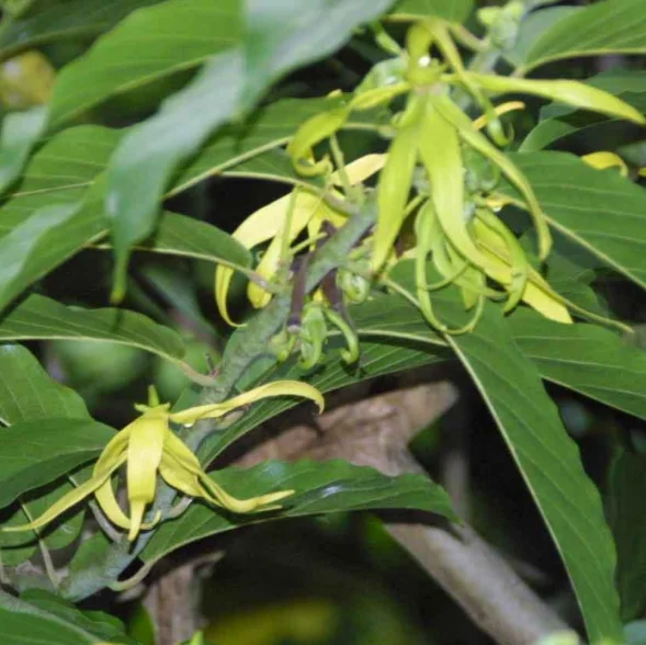 Intense hydration Private Label  Oils Certified Organic Lemon Sweet Orange Ylang  Oils for Sleep and Anxiety