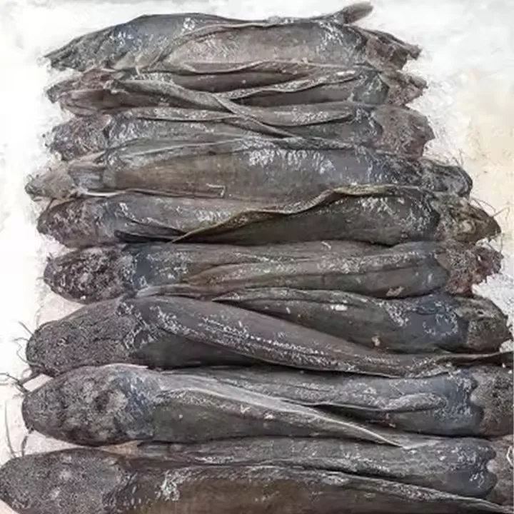 HGT frozen catfish WR  China Supply Frozen Catfish