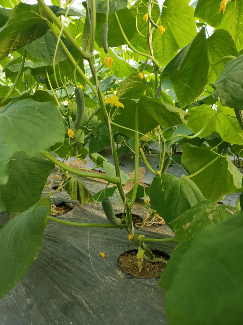 Стандартная компания во Вьетнаме, оптовая продажа, свежий и сочный огурец, 100% гарантия возврата денег, Свяжитесь сейчас